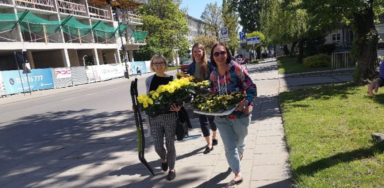 narcisos2
